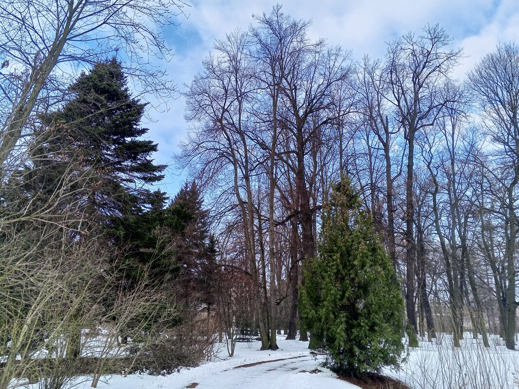 Зима - Сапсан 