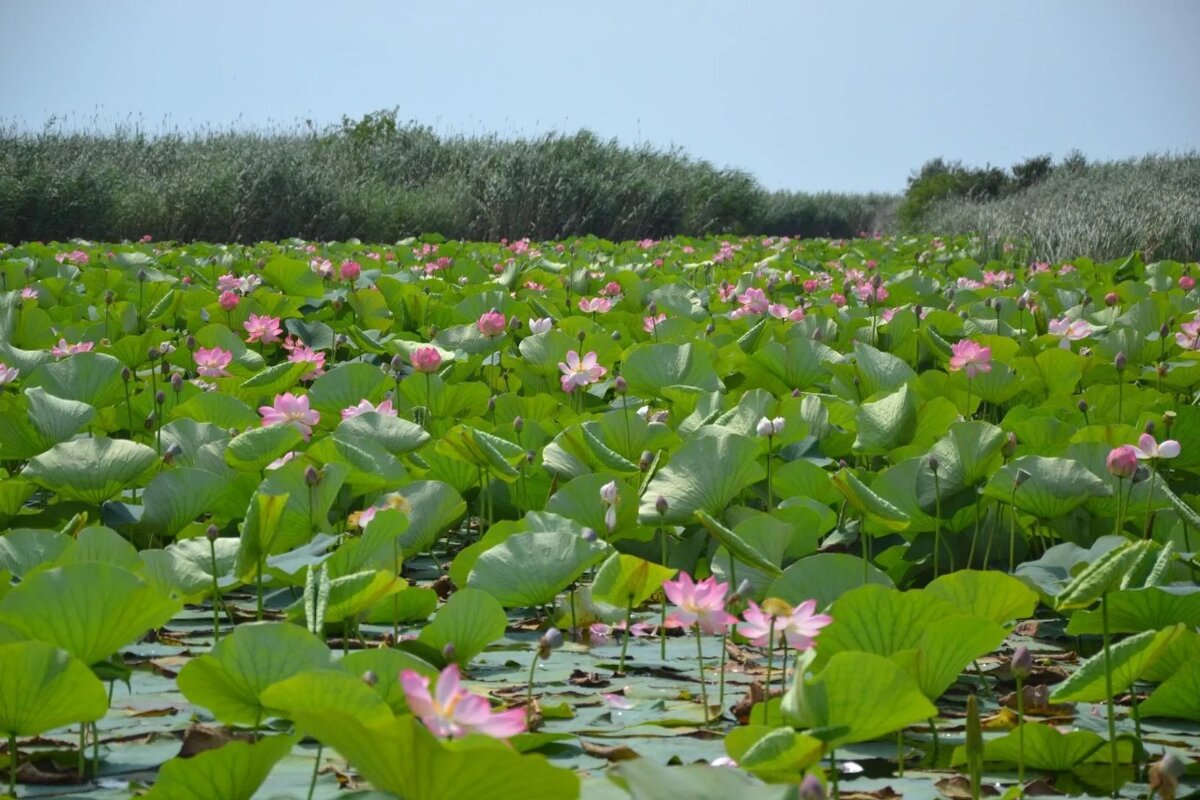 Лотосы - Надежда 