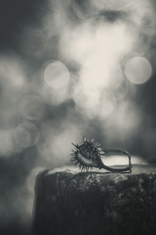 На алтаре воскресающей осени. - Анатолий Щербак