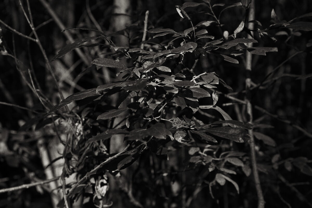 Название отсутствует - Денис Безногов