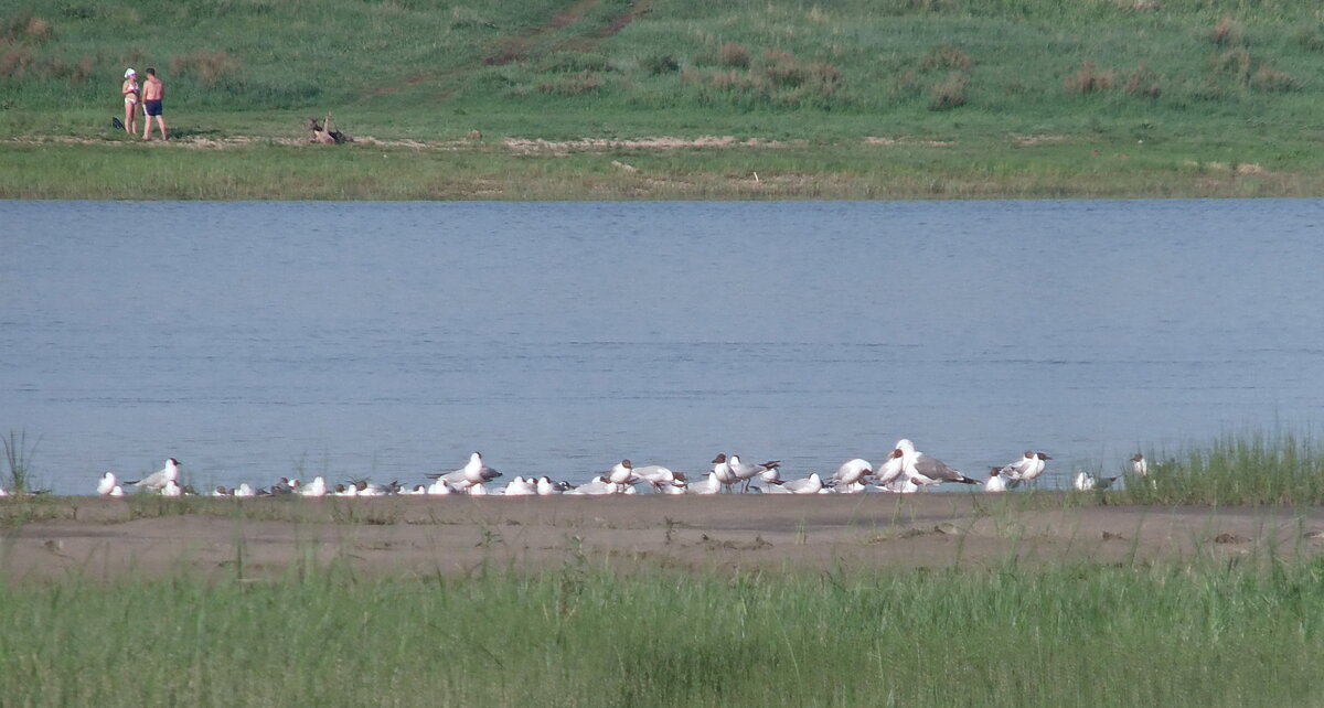 Чайки на Иртыше. - сергей ермошкин