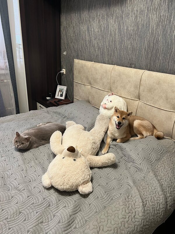 Когда хозяева ушли из комнаты - Татьяна Лютаева