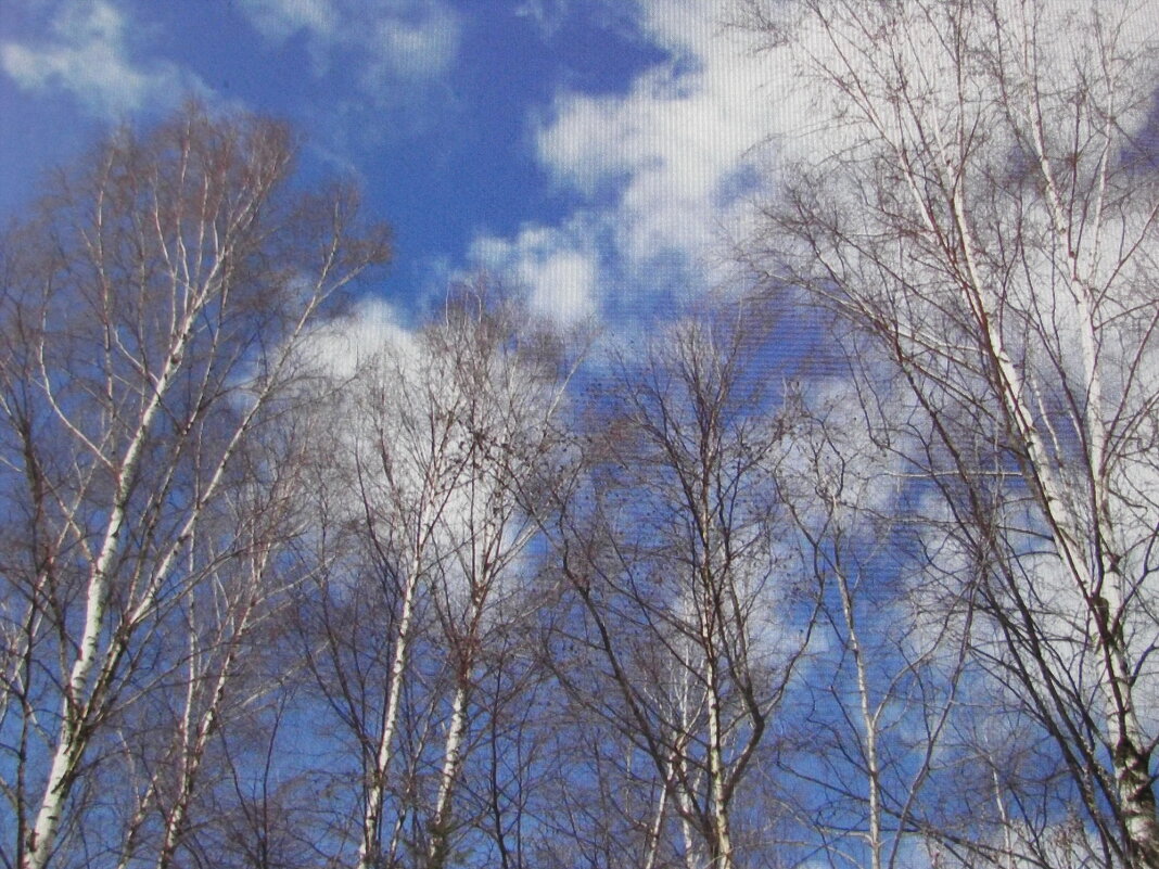 Красота - Людмила Смородинская Красота - Людмила Смородинская