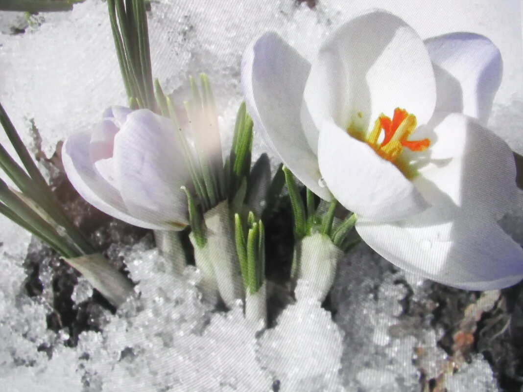 С первым днём весны! - Людмила Смородинская