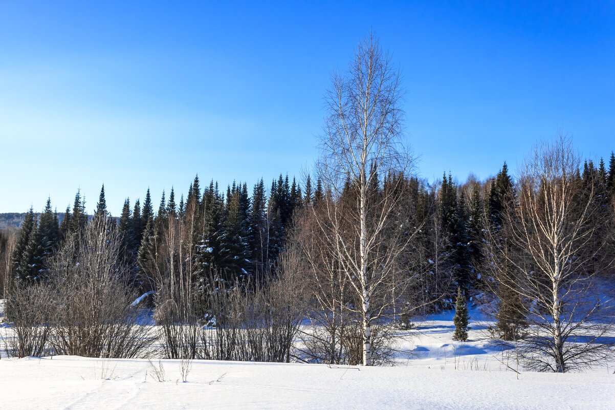 Зимой в тайге - Сергей Борисович Зимой в тайге - Сергей Борисович