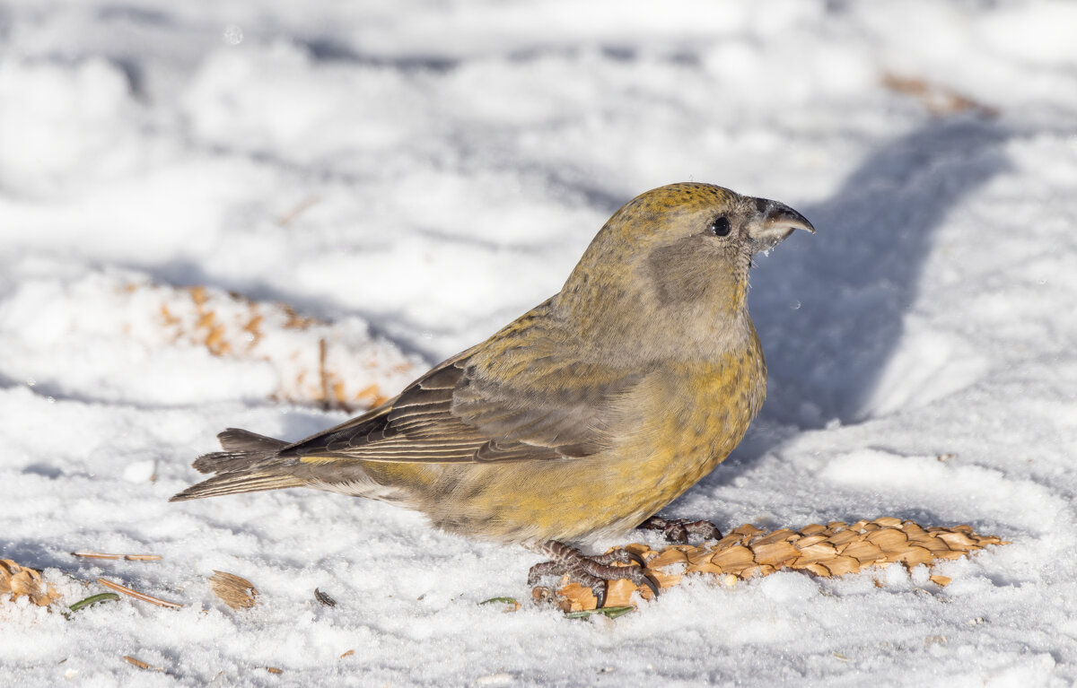 клест еловик - юрий макаров