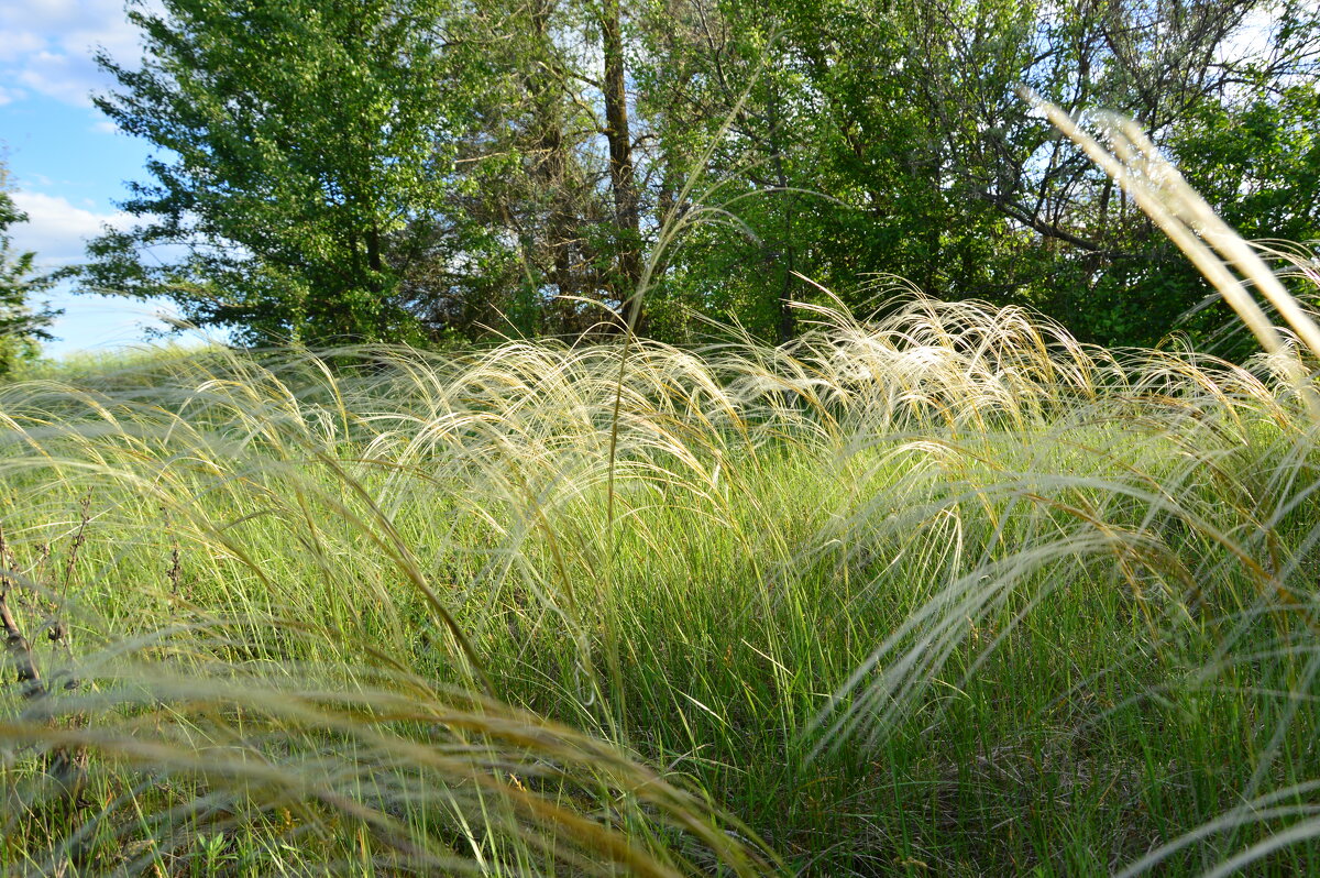 Ковыль. - Виктор 