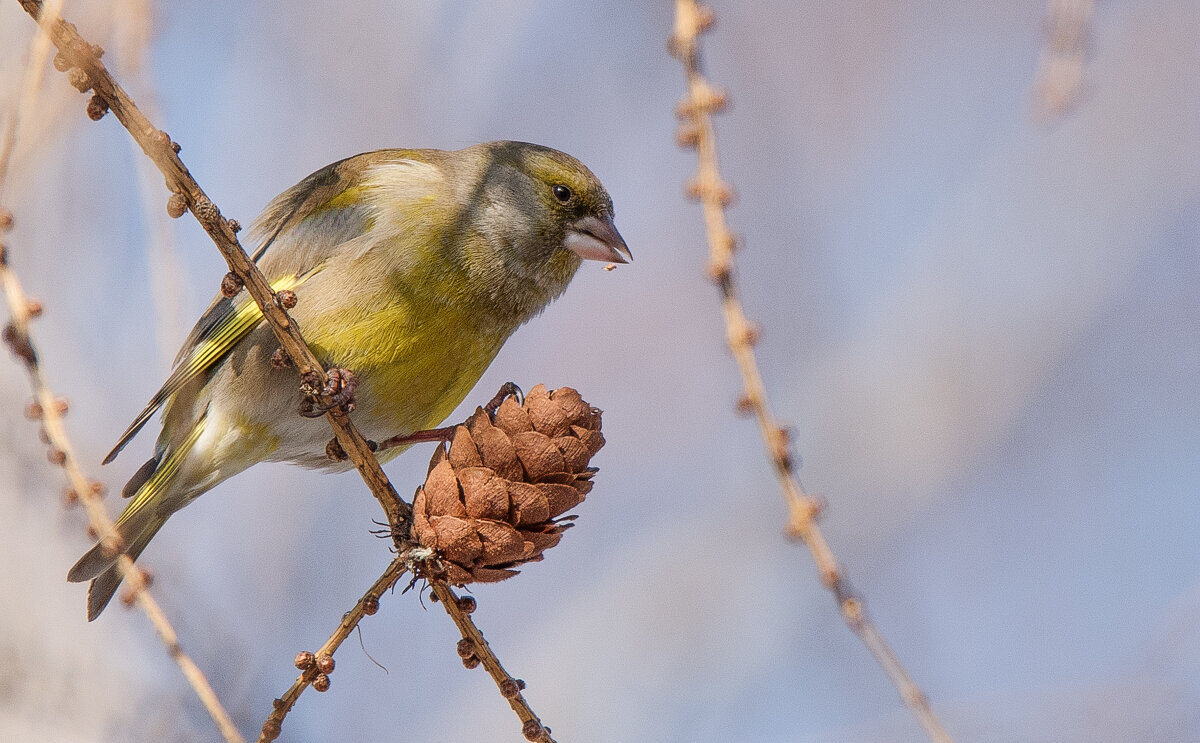 Зеленушка. - Владимир Безбородов Зеленушка. - Владимир Безбородов