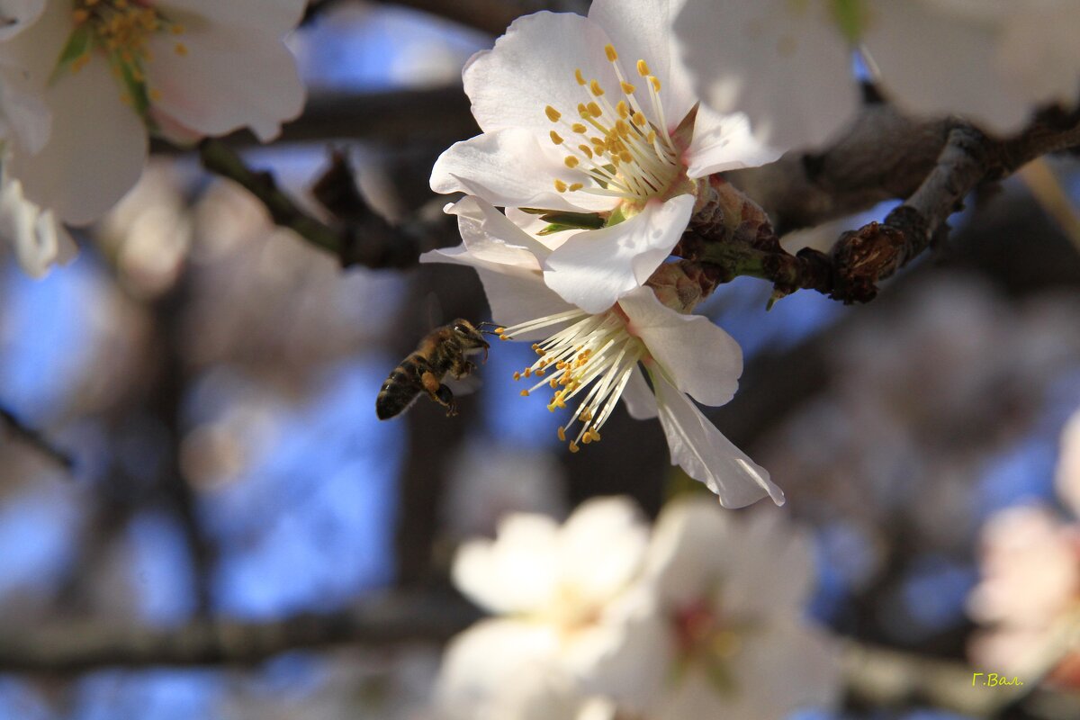 Весна - Геннадий Валеев Весна - Геннадий Валеев