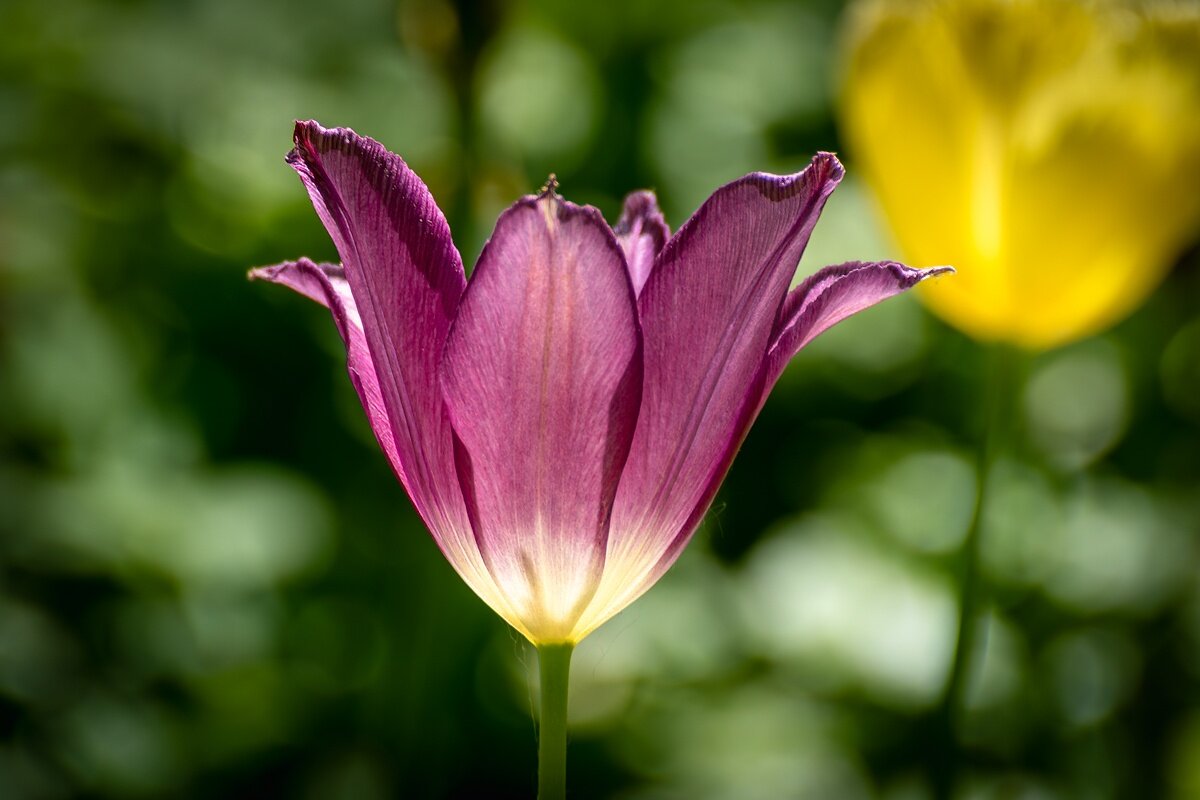 Тюльпан - Игорь Сикорский