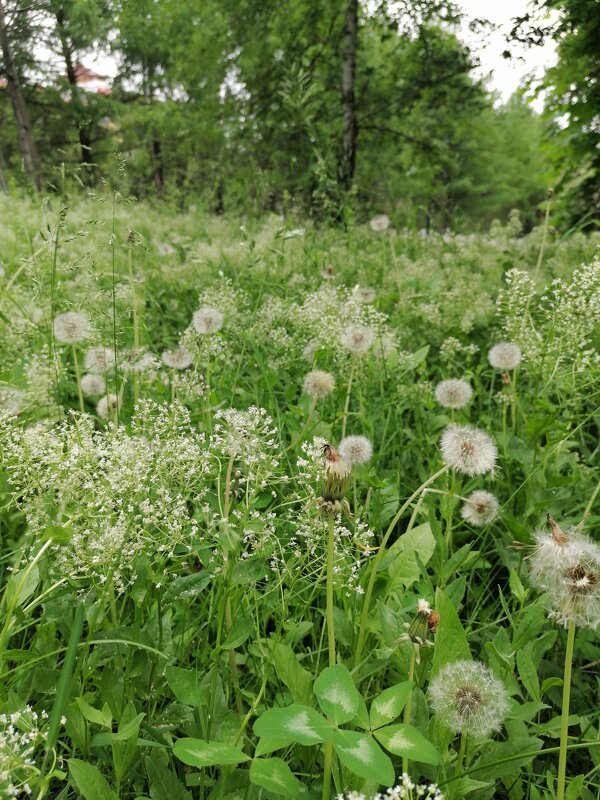 ,,, - Сергей Тимоновский