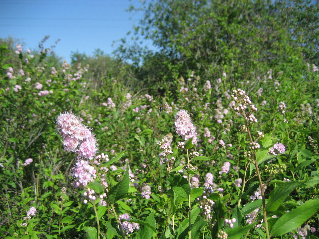 Жжжжж ) - Anna Ivanova Жжжжж ) - Anna Ivanova