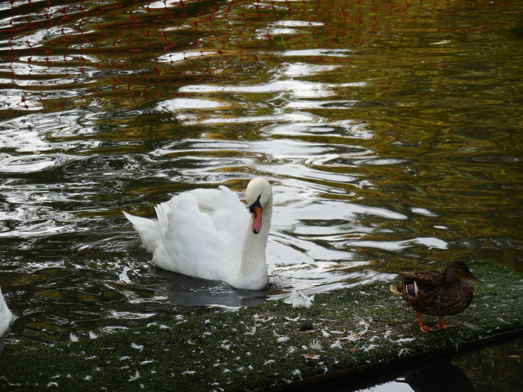 Прекрасное создание природы - Надежда Прекрасное создание природы - Надежда