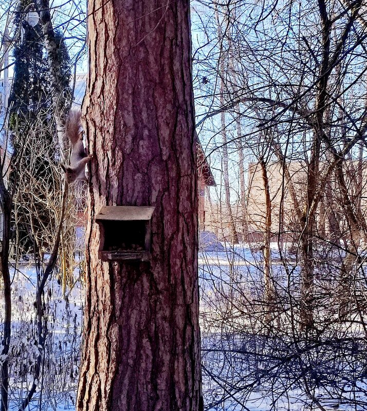 Белка у кормушки с орехами - Елен@Ёлочка К.Е.Т. Белка у кормушки с орехами - Елен@Ёлочка К.Е.Т.