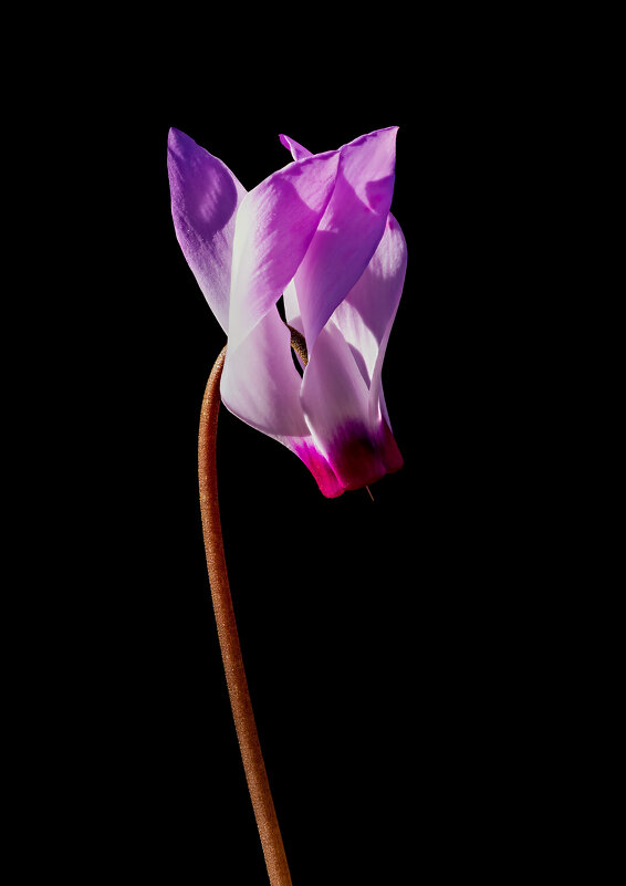 Цикламен. - Александр Григорьев