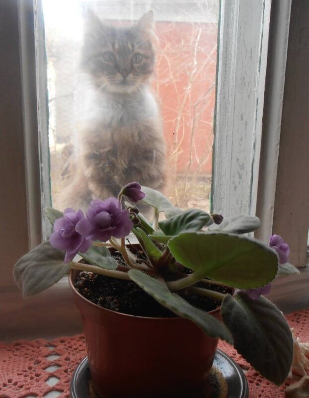 С Международным днем кошек! :) - Наталья С Международным днем кошек! :) - Наталья