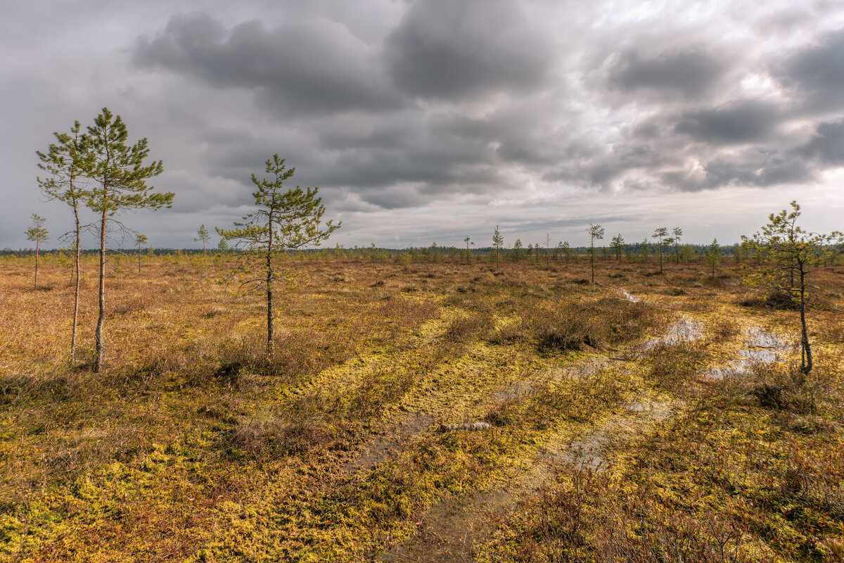 Весна на болоте - Владимир Колесников