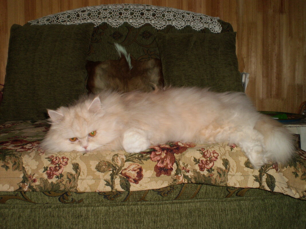 1 марта- День кошек. - Венера Чуйкова 1 марта- День кошек. - Венера Чуйкова