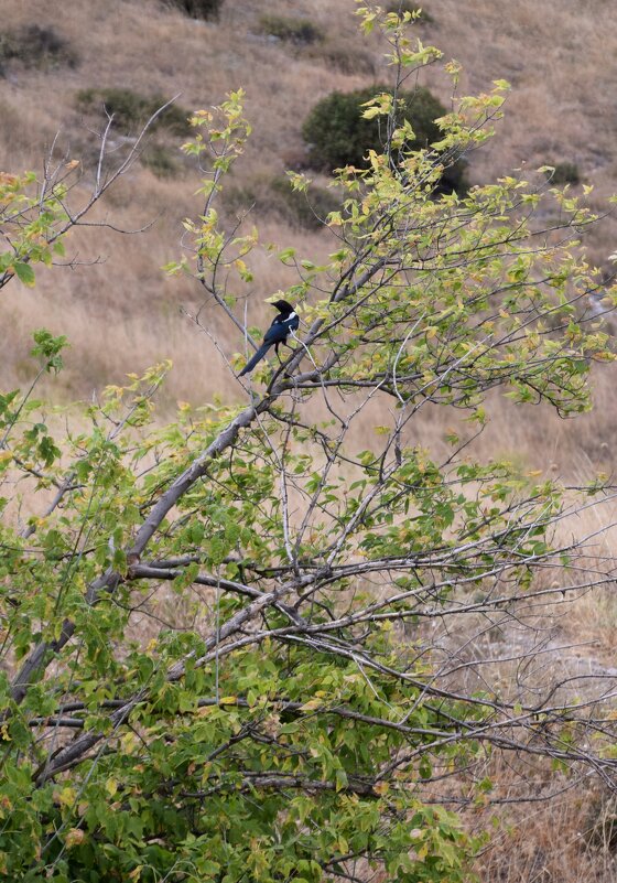 Сорока - Павленко Михаил 