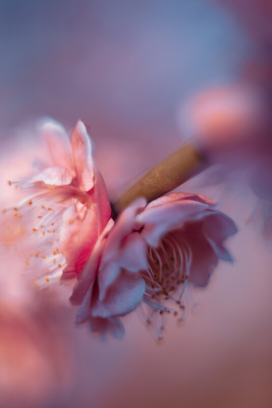 Слива - Дмитрий 