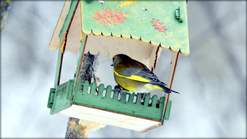 На кормушку прилетела зеленушка - Сергей На кормушку прилетела зеленушка - Сергей
