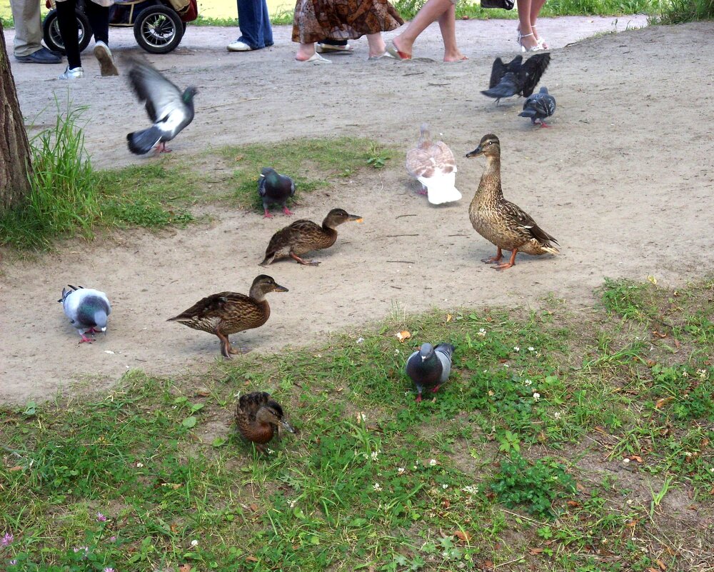 Голуби атакуют. - Ирина *** Голуби атакуют. - Ирина ***