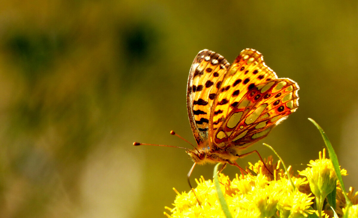 опять про бабочек 409 - Александр Прокудин опять про бабочек 409 - Александр Прокудин