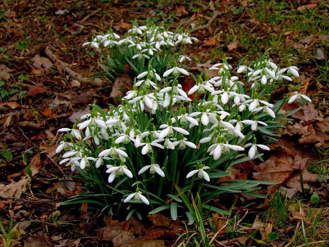 Подснежник (молочный цветок) - Сергей Карачин Подснежник (молочный цветок) - Сергей Карачин