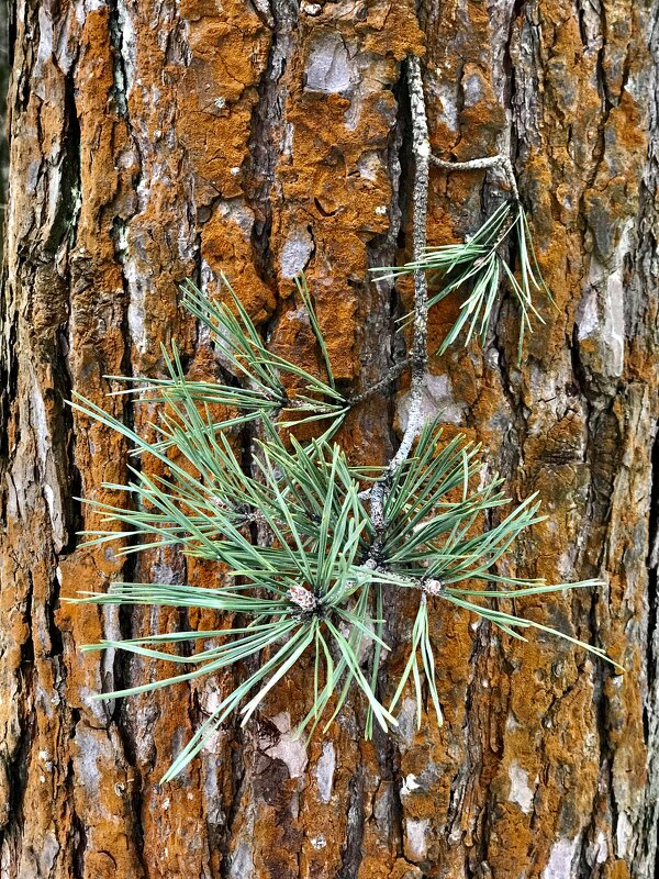 Сосна. - Любовь 