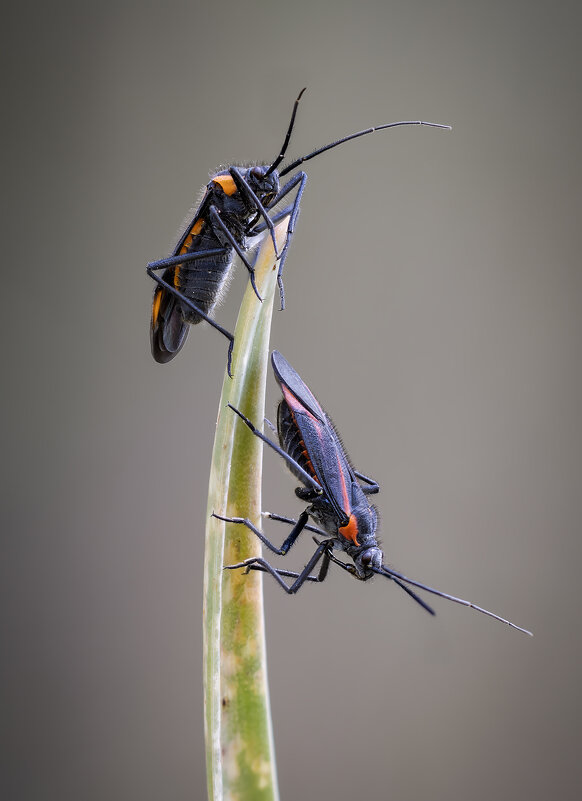 Клоп(Horistus turcomanus). - Александр Григорьев