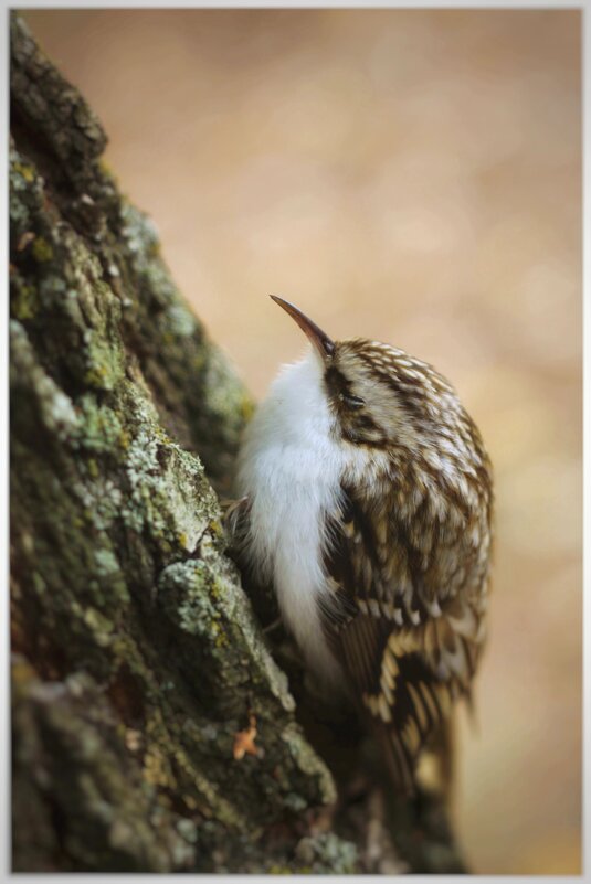 пищуха дремлет {Certhia familiaris} - Александр Кольцов