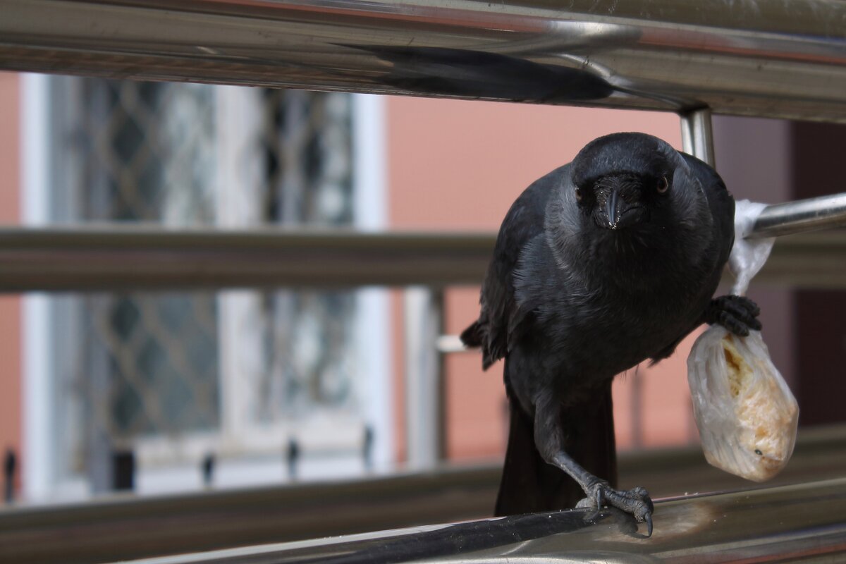 галчонок {Corvus monedula} - Александр Кольцов галчонок {Corvus monedula} - Александр Кольцов