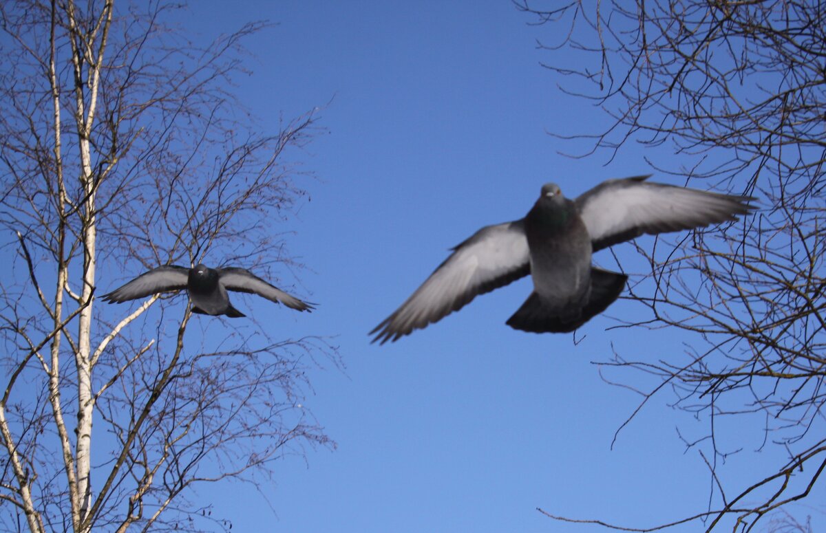 Еда?! , Где Еда??? - Александр Кольцов