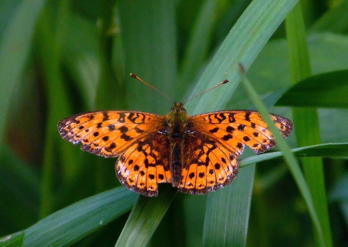 Бабочка. - nadyasilyuk Вознюк Бабочка. - nadyasilyuk Вознюк