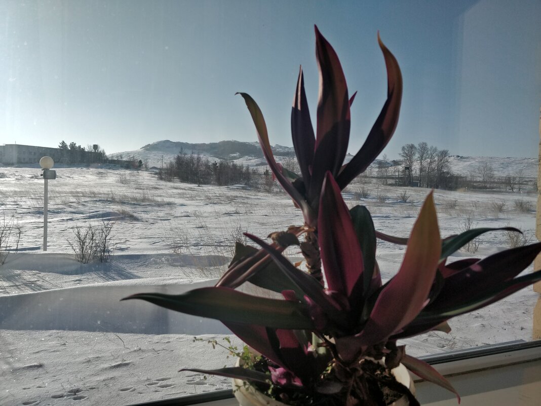 А за окном минус 25... - Андрей Хлопонин