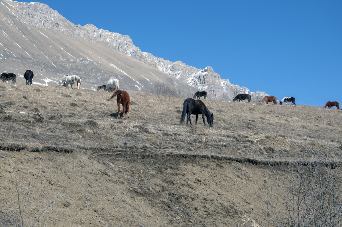 Горная Осетия. 2022 год - Gen 