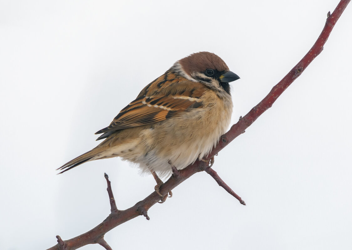 ** - Виталий Емельянов