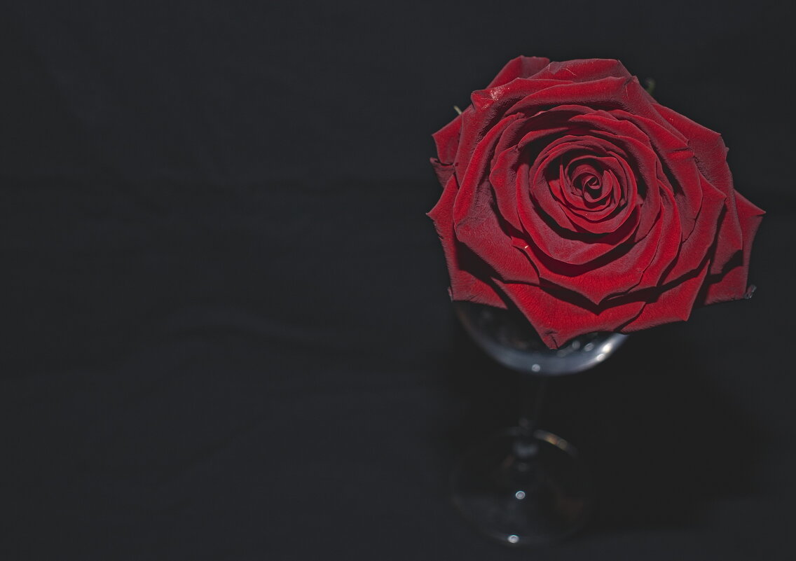 Роза бокале. - Giant Tao /