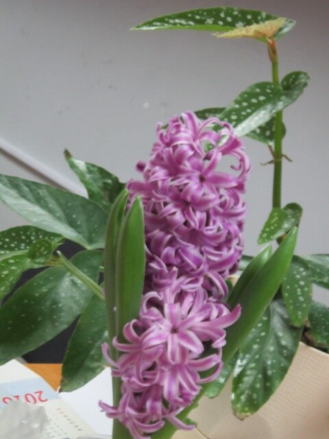 Гиацинт - Дмитрий Никитин