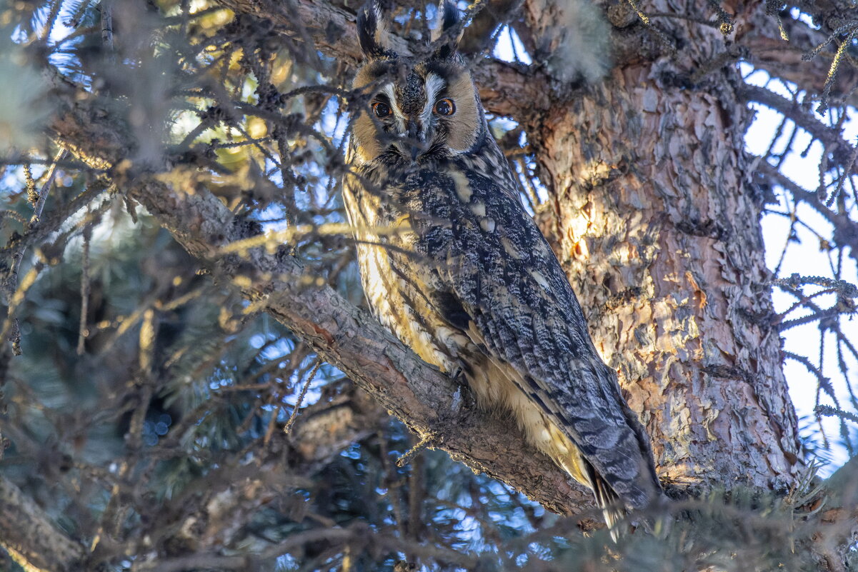ушастая сова - юрий макаров ушастая сова - юрий макаров