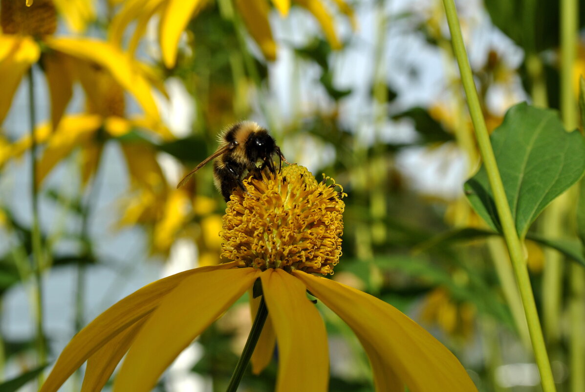 Четырёхдневная рабочая неделя? Нет, не слышал .. - AleksSPb Лесниченко Четырёхдневная рабочая неделя? Нет, не слышал .. - AleksSPb Лесниченко