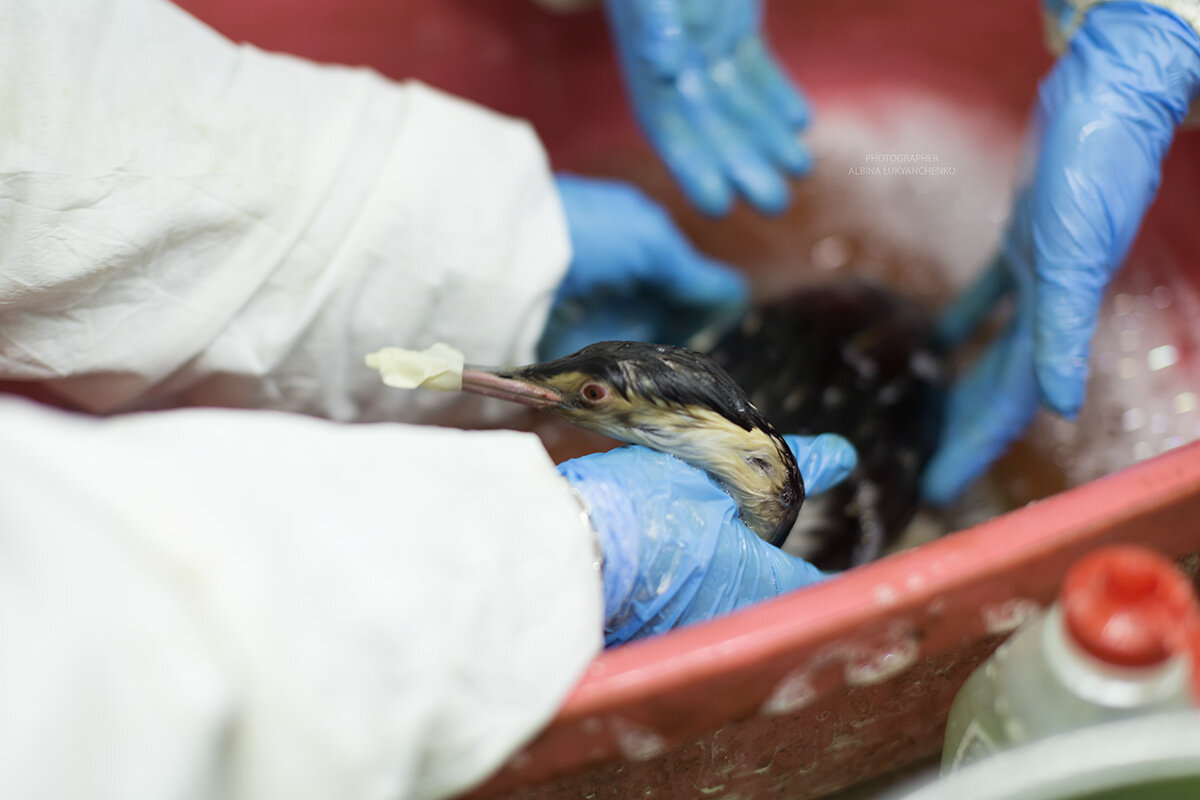 в надежных руках - Albina Lukyanchenko