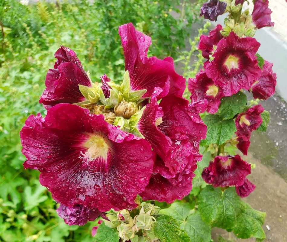 дождливо - tatiana дождливо - tatiana