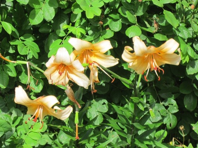 Оранжевые лилии - Дмитрий Никитин