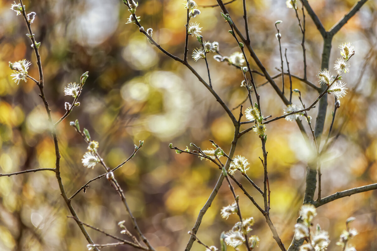 Весна - Владимир Колесников