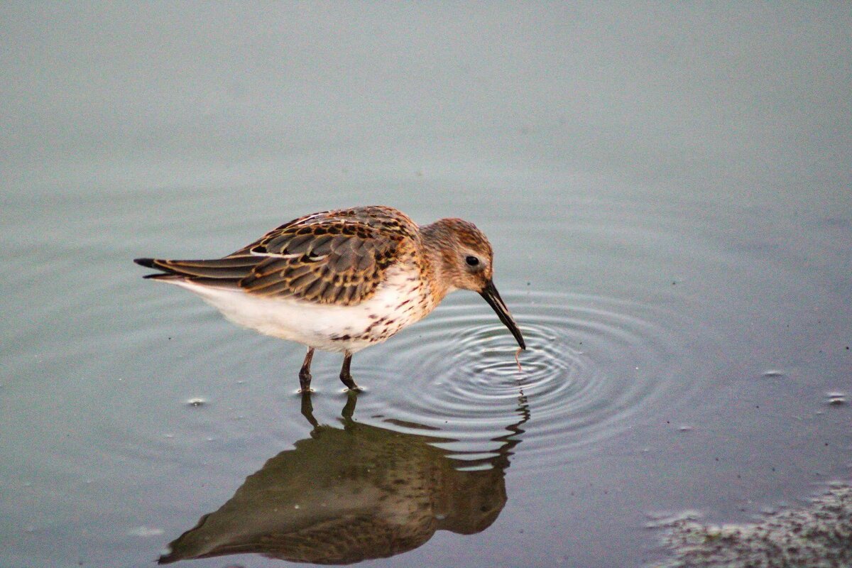 Кулик - Виктория 