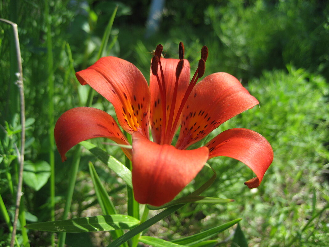 Лилия даурская - Anna Ivanova Лилия даурская - Anna Ivanova