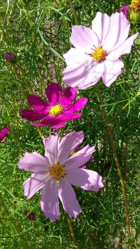 ***нежность космеи*** - Olga Oskolkova ***нежность космеи*** - Olga Oskolkova