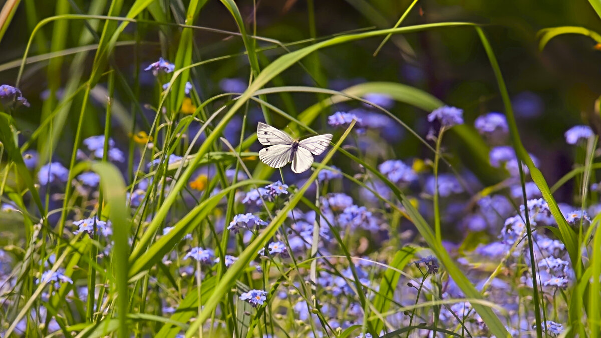 Незабудки лесные - Николай Соколухин Незабудки лесные - Николай Соколухин