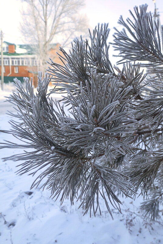 Иней. - Игорь Родионов